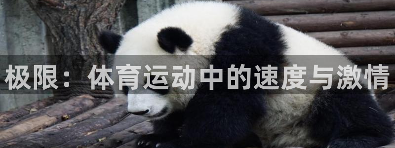 yy易游官网下载注册：极限：体育运动中的速度与激情