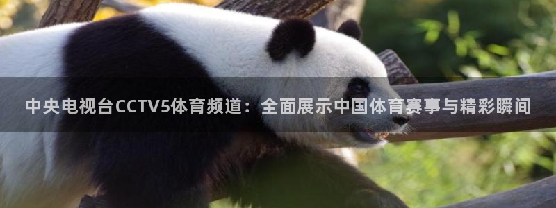鲸鱼体育.：中央电视台CCTV5体育频道：全面展示中国体育赛事与精彩瞬间