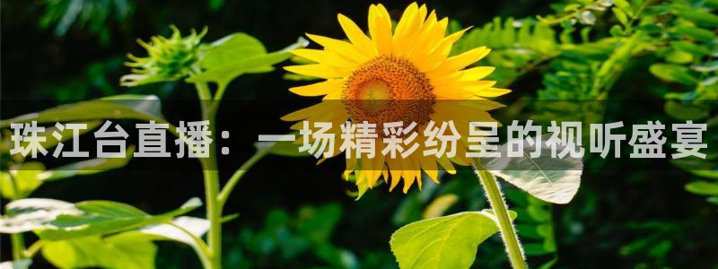鲸鱼体育app下载安卓版本安装：珠江台直播：一场精彩纷呈的视听盛宴