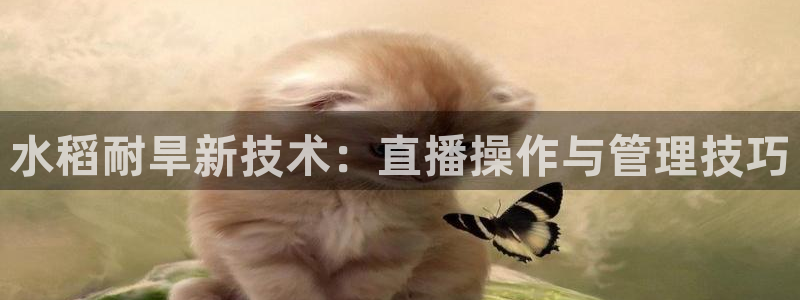 鲸鱼体育免费观看入口：水稻耐旱新技术：直播操作与管理技巧