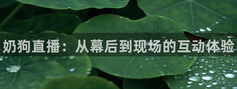 鲸鱼体育tv版下载：奶狗直播：从幕后到现场的互动体验